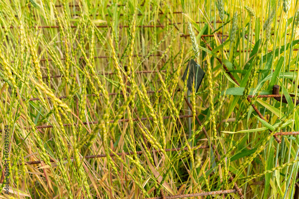 Obraz premium Aegilops Ventricosa plant in Zurich in Switzerland 16.6.25