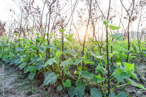 A Beautiful cucumber garden in the golden morning sunlight.