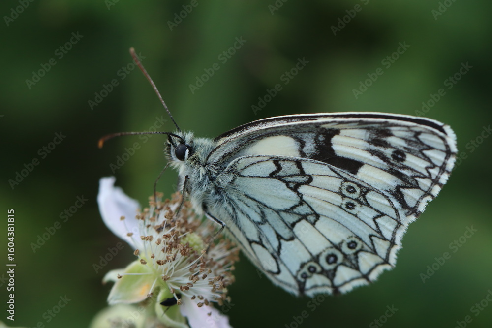 Obraz premium Close-Up of Black and White Butterfly Resting on a Delicate Flower