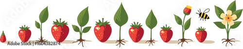 Strawberry plant anatomy vector showing full growth phases with roots leaves and pollination 