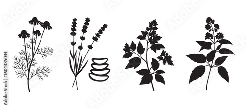 Medicinal and healing herbs, a set of botanical vector outlines
