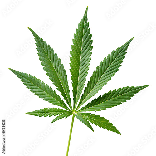 Green cannabis leaf on black isolated on a transparent background marijuana plant