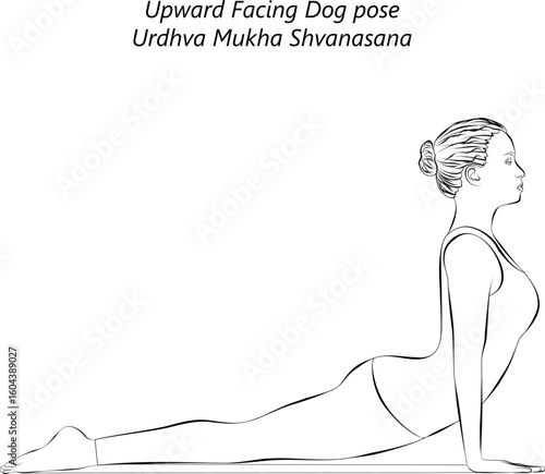 Sketch of young woman practicing Urdhva Mukha Shvanasana yoga pose. Upward Facing Dog yoga pose. Isolated vector illustration.