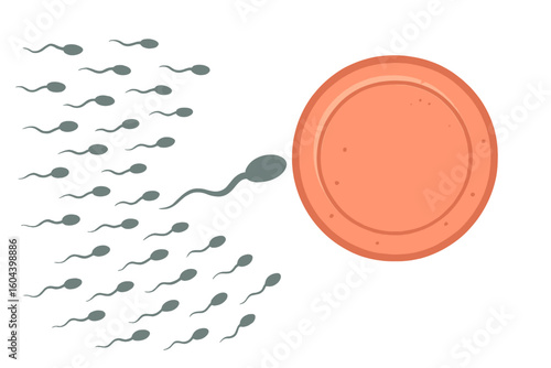 Fertilization concept vector. Sperm cells race to the ovum. Insemination, conception, and human reproduction. Medical biology graphic. Spermatozoa and egg illustration.