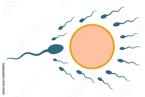 Sperm and egg cell vector. Fertilization, insemination concept. Spermatozoa swimming to ovum. Human reproduction, pregnancy, and gynecology medical art illustration.