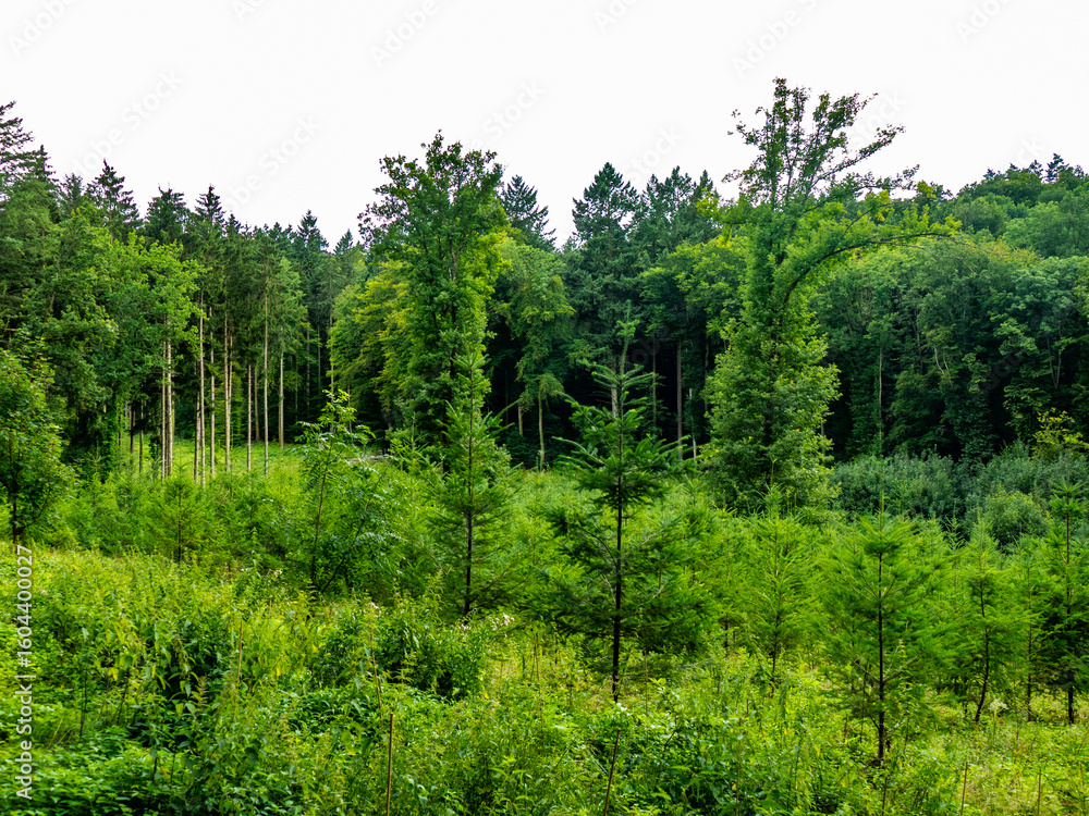Fototapeta premium Wiederaufforstung im Mischwald im Sommer