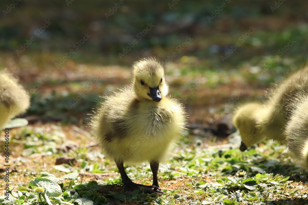 Obraz premium Adorable Fluffy Gosling Standing on Grass In Natural Sunlight Outdoors