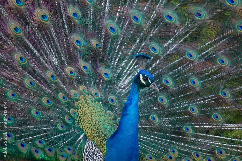Obraz premium Vivid Peacock Displaying Brilliant Blue Feathers With Stunning Colorful Plumage