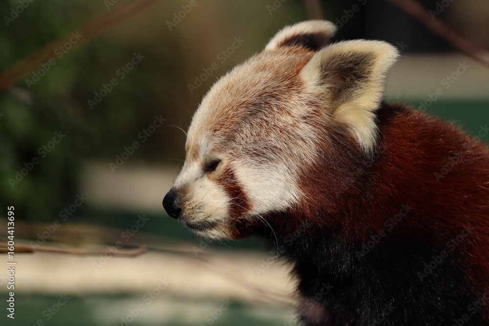 Fototapeta premium Close-Up Profile of a Resting Red Panda in Natural Lighting