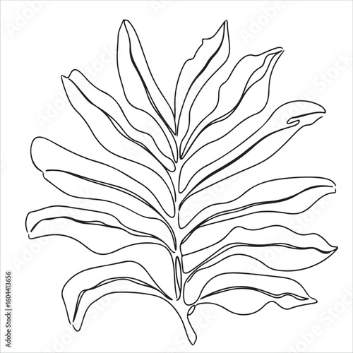 Detailed line drawing of a large fern frond