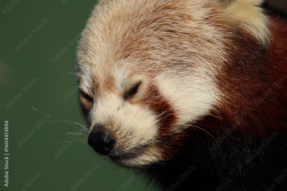 Obraz premium Close-Up of a Red Panda Relaxing in a Peaceful Pose