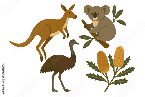 Cute Australian animals vector set. Kangaroo, koala on branch, emu bird, and banksia flower. Aussie wildlife and nature cartoon illustration collection for design.