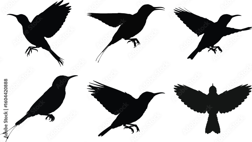 Obraz premium Bird silhouette vector set flying and perched bird illustration collection isolated on white background for design and decoration.