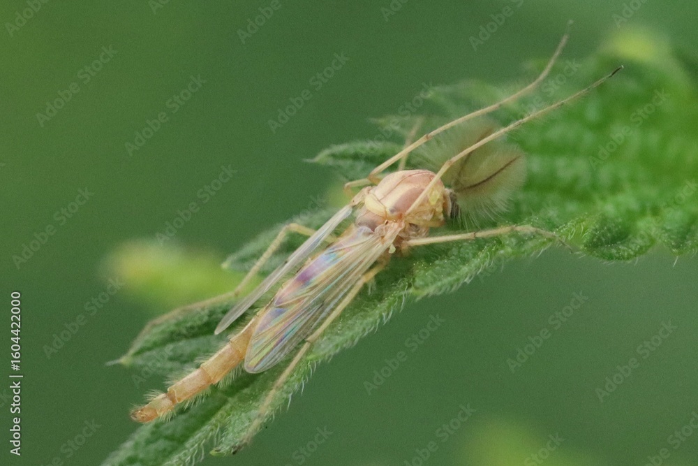 Fototapeta premium bug on a leaf