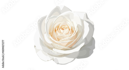 Elegant vector illustration of a blooming white rose with gradient petals and delicate details on a white backdrop
