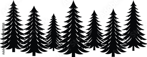 Silhouette of several evergreen pine trees standing close together