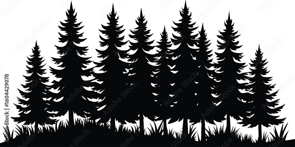 Obraz premium Dense forest of evergreen pine trees in silhouette with grass