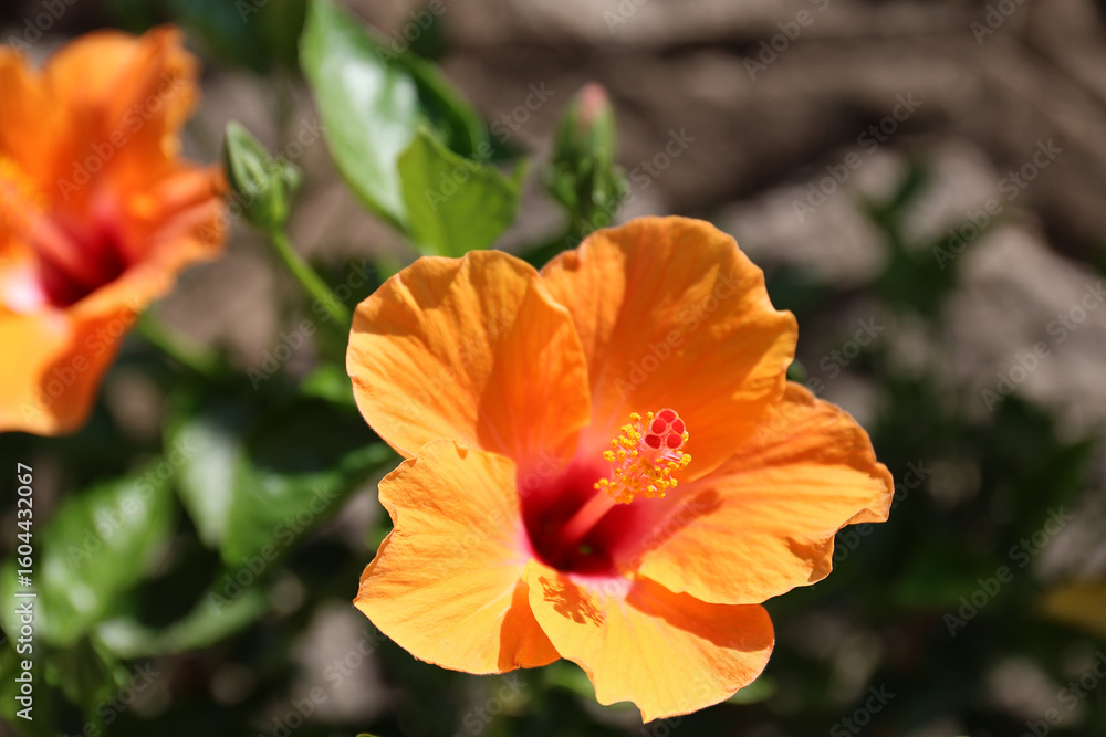 Fototapeta premium Hibiscus flower, Mallorca.