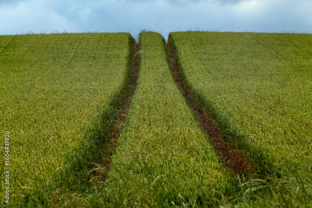 Obraz premium green grass and blue sky