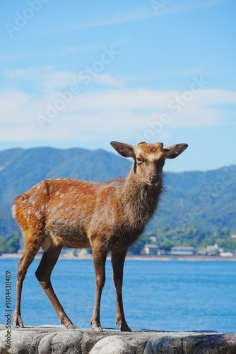 Japanese deer in Miyajima, Hiroshima, Japan