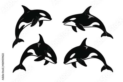Orca killer whale vector silhouette set. Black and white marine animal graphic collection. Ocean wildlife predator illustration. Aquatic mammal icon pack for logo or decal.