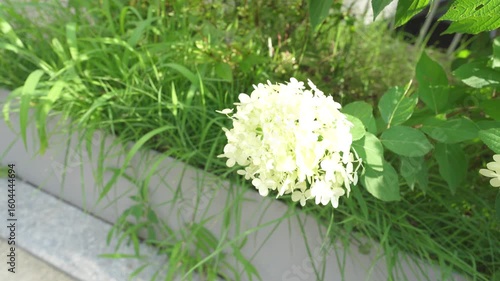 White Hydrangea Blossoms Blooming Along the Roadside in Natural Setting