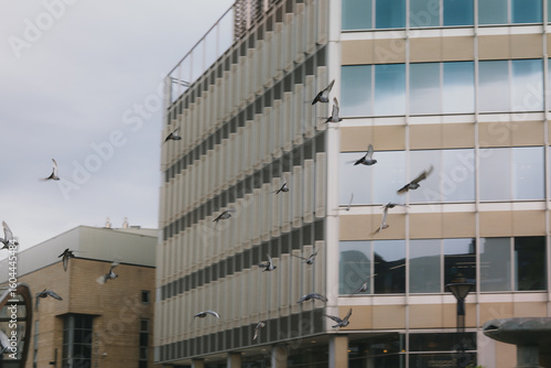 Photography modern office building with windows and flying birds