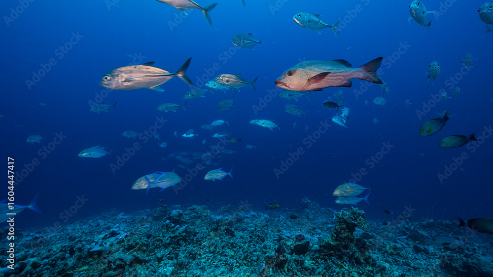 Fototapeta premium Underwater shot drifting over a deep reef with a school of silver fish, Nikumaroro, Kiribati