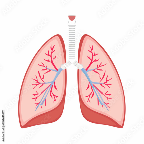 Vector diagram of the human respiratory system. Anatomical cross-section of lungs, trachea, and bronchial tubes for medical illustration.