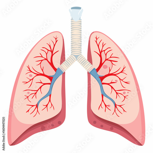 Vector diagram of the human respiratory system. Anatomical illustration of a lung cross-section with trachea and bronchial tubes.