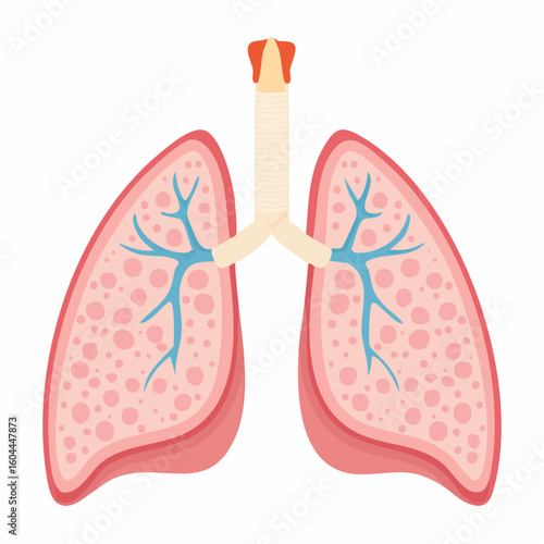 Anatomical vector illustration of human lungs showing a cross-section view of the respiratory system with trachea and alveoli.