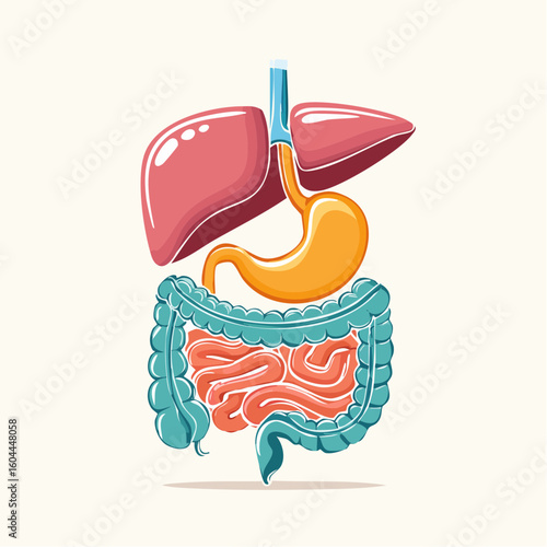 Anatomical illustration of the human digestive system. A colorful graphic showing the stomach, liver, and intestines on a light background.