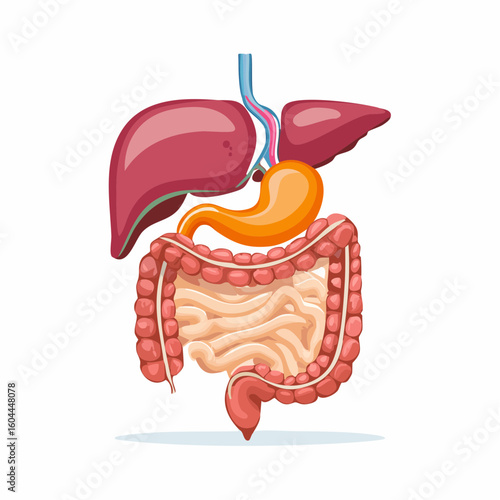 Colorful illustration of the human digestive system anatomy with organs like the liver, stomach, and intestines.