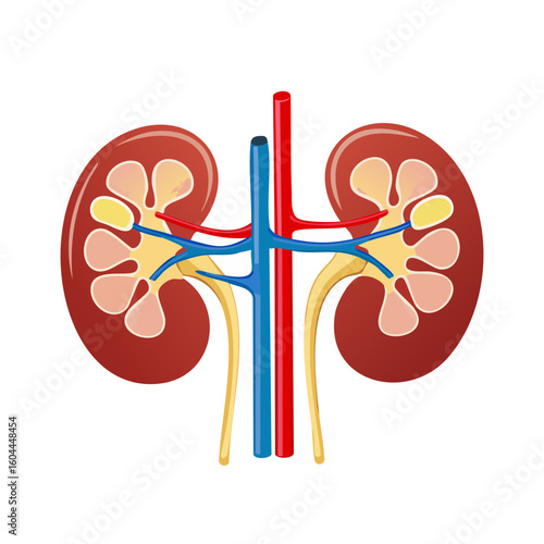 Anatomical vector of human kidneys in cross-section. Detailed diagram of the urinary system with adrenal glands and blood vessels.