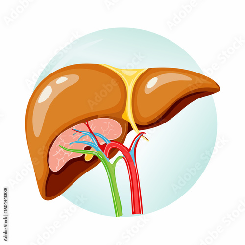 Vector illustration of the human liver anatomy with gallbladder, hepatic artery, portal vein, and bile duct for medical science