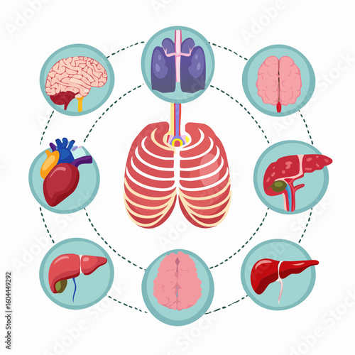A collection of human internal organ icons. Vector illustration of the brain, heart, lungs, and liver connected to a central rib cage.