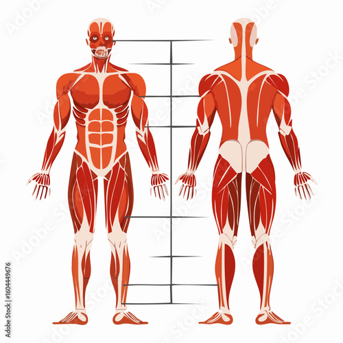 Vector diagram of the human muscular system showing major muscle groups from anterior and posterior views.