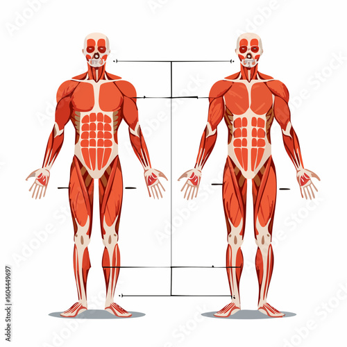 Anatomical vector diagram of the human muscular system, showing major muscle groups from both anterior and posterior views.