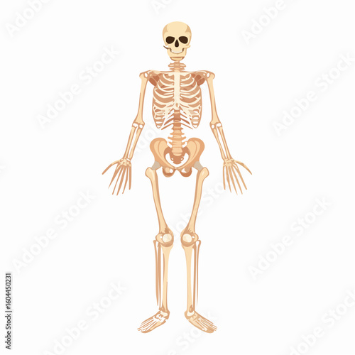 Full body human skeletal system vector illustration in a neutral pose. Anatomical diagram of a skeleton for educational or medical study.