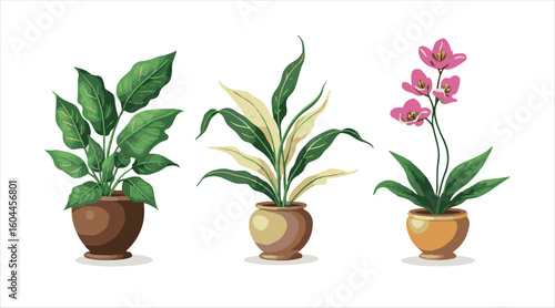 A set of potted flowers illustrated in vector style, featuring contour doodle icons of ficus, dracaena, and orchid.
