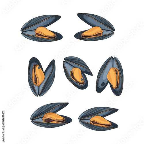 Collection of Realistic Open Mussels with Golden Flesh Viewed From Different Angles