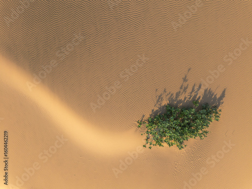 Aerial view of verdant bush casting shadows on rippled sands, a vivid contrast of life and starkness, Ninh Thuan, Ninh Thuáº­n, Vietnam.