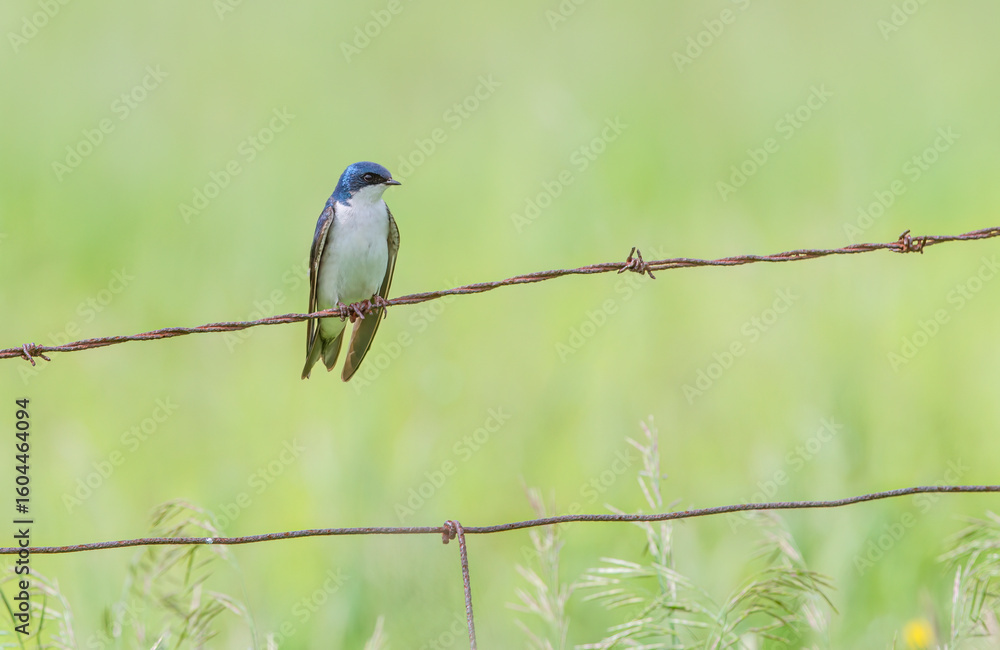 Fototapeta premium Tree swallow perched on barbed wire in Ottawa, Canada