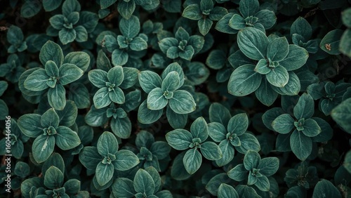 Refreshing wet greenery