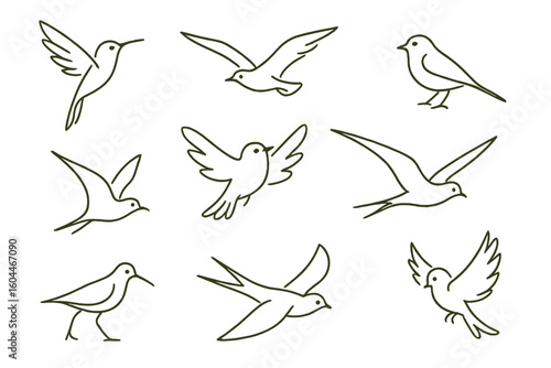 Minimalist bird line art collection. Set of various bird species sketches. Dynamic poses. Simple flying bird icons. Vector illustration. Swallow. Dove. Sparrow. Nature logo.