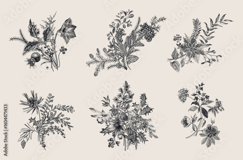 Winter season. Set of plant compositions. 
Decor for celebrating Christmas and New Year. Vector vintage illustration. Black and white