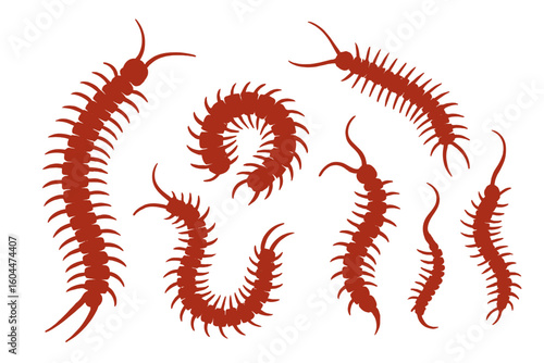 Centipede vector silhouette icon set. Scary red poisonous insect collection. Creepy crawling bug animal design element. Various shapes and sizes of a myriapod isolated.
