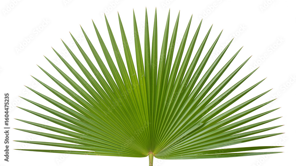 Obraz premium Vibrant Green Palm Leaf: Tropical Nature Photography.