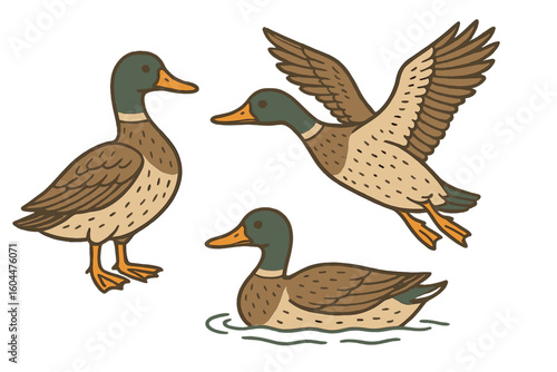 Mallard Ducks Set. Standing, Flying, Swimming. Waterfowl Illustration. Detailed Feathers, Beaks. Flat Cartoon Wildlife. Simple Artistic Vector. Animal Collection for Transparent Backgrounds