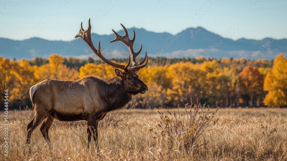 Obraz premium Majestic Wapiti Roaming a Wildlife Refuge